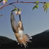 rufous-hummingbird-female-feeding-on-early-blueberry-blossoms-1