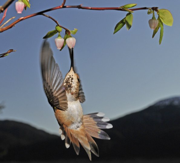 rufous-hummingbird-female-feeding-on-early-blueberry-blossoms-1