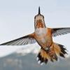 rufous-hummingbird-female-in-flight-1