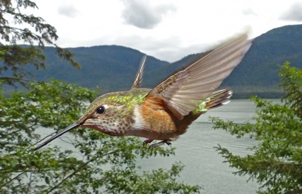 rufous-hummingbird-female-in-flight-1_1405046338