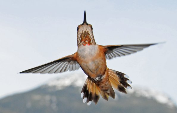 rufous-hummingbird-female-in-flight-1