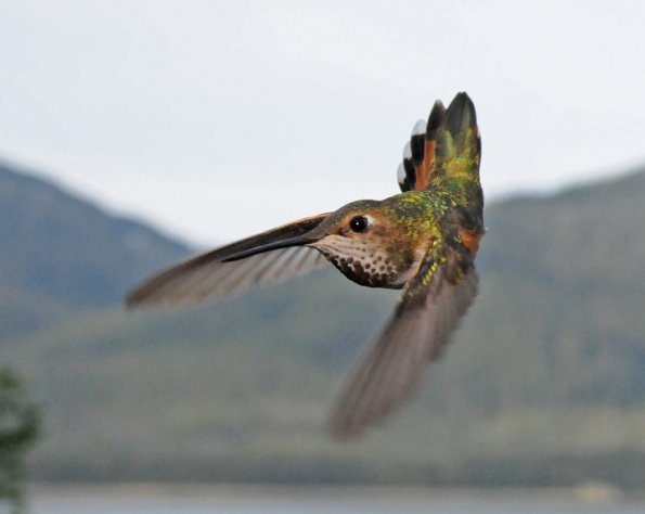 rufous-hummingbird-female-in-flight-2