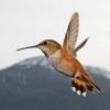 rufous-hummingbird-female-in-flight-3
