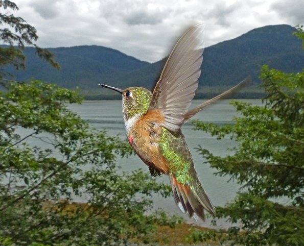 rufous-hummingbird-female-in-flight-3_1405046340
