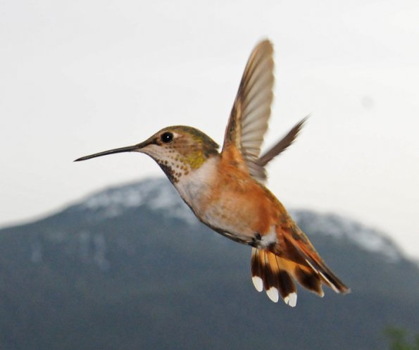 rufous-hummingbird-female-in-flight-3