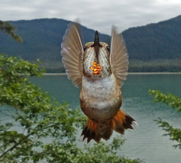 rufous-hummingbird-female-in-flight-4_1405046340