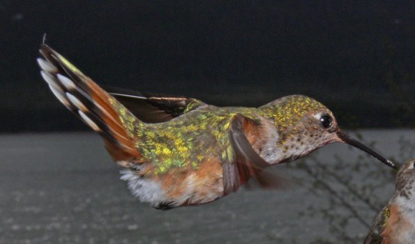 rufous-hummingbird-female-in-flight-4