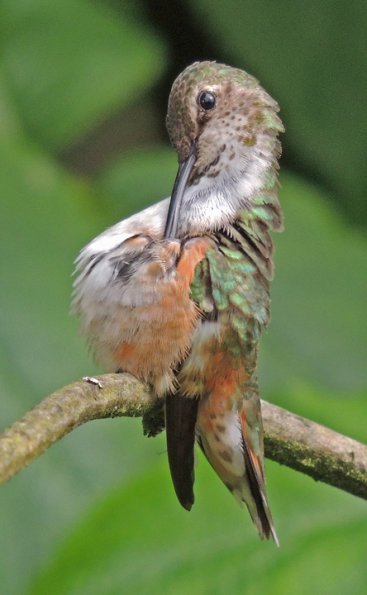 rufous-hummingbird-female-iso-400-1-000-mm