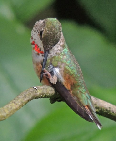 rufous-hummingbird-female-iso-400-1-000mm