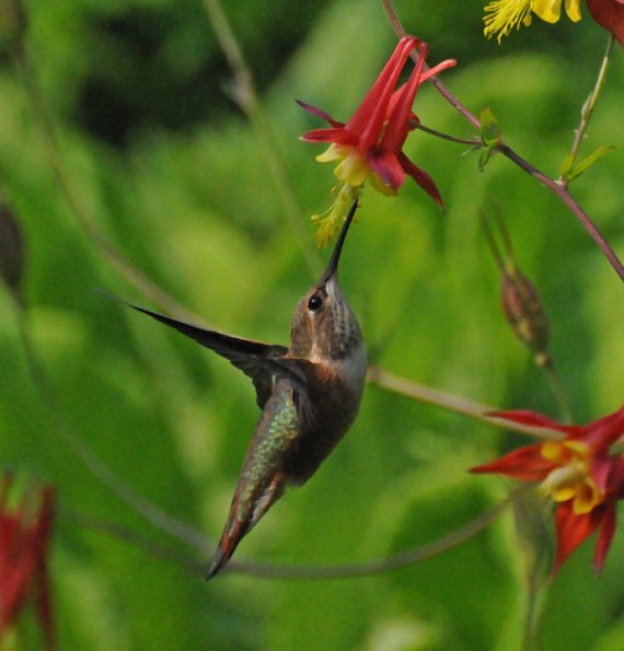 rufous-hummingbird-female-on-columbine-1