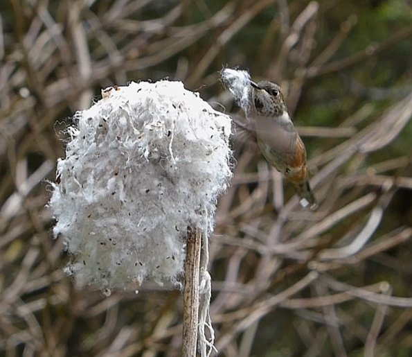 rufous-hummingbird-female-taking-cotton