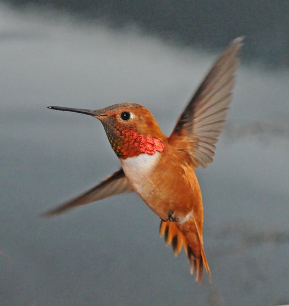 rufous-hummingbird-male-in-flight-1