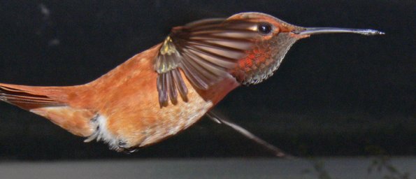 rufous-hummingbird-male-in-flight-2