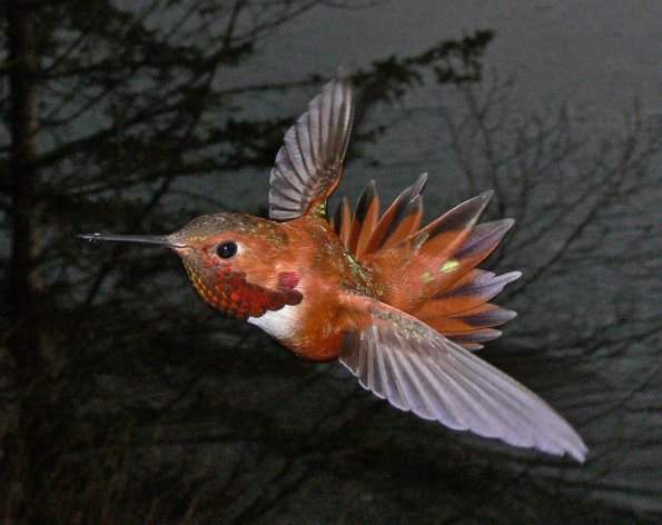 rufous-hummingbird-male-in-flight-3