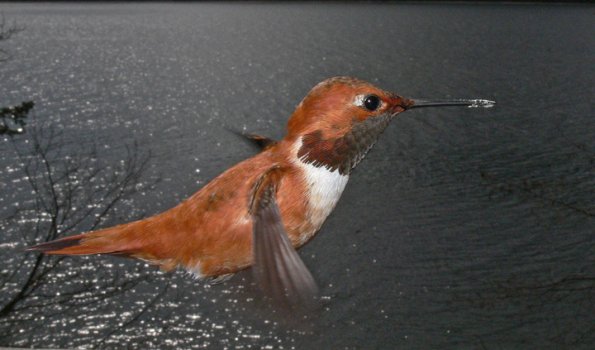 rufous-hummingbird-male-in-flight-5