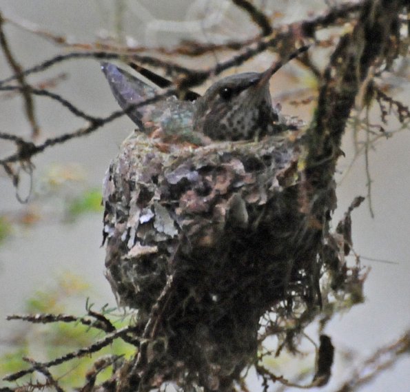 rufous-hummingbird-on-nest-1