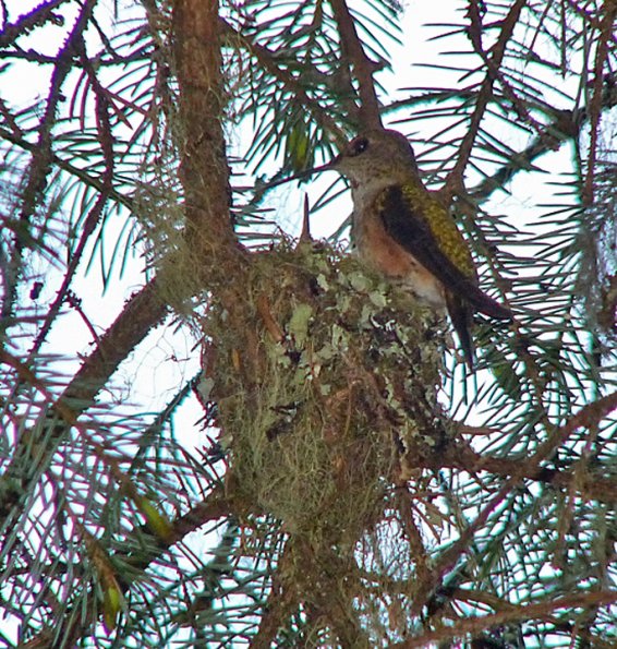 rufous-hummingbird-on-nest-2-may-29