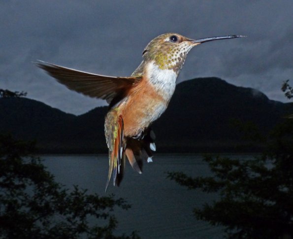 rufous-hummingbird-photo-using-cactus-and-build-in-flash