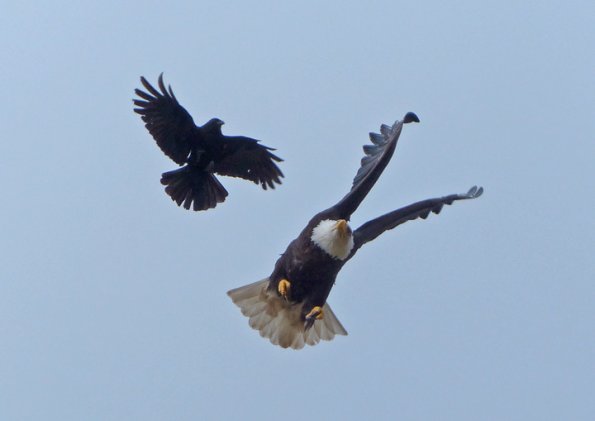 Bald-Eagle-and-Northwestern-Crow-2