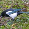 Black-billed-Magpie-eating-salmon-flesh