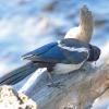 Black-billed-Magpie-immature-2-August-7-2015