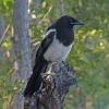 Black-billed-Magpie-immature-August-7-2015