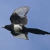Black-billed-Magpie-in-flight-Eagle-River-2