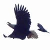 Northwestern-Crow-chases-Bald-Eagle