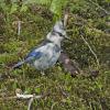 Steller-s-Jay-2-leucistic-May-4-2017