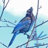 Steller-s-Jay