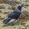 american-crow-with-cockle