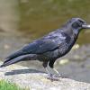 american-crow