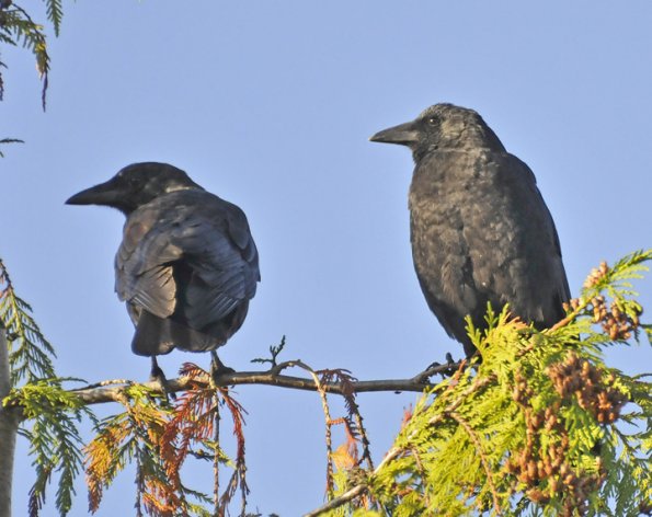 american-crows