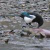 black-billed-magpie-feeding-on-salmon-carcass