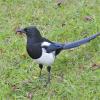 black-billed-magpie-in-anchorage
