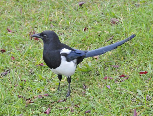 black-billed-magpie-in-anchorage