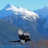 black-billed-magpie-in-flight-1