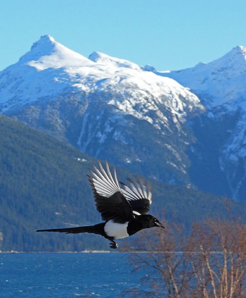 black-billed-magpie-in-flight-1