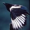 black-billed-magpie-juvenile