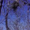 black-billed-magpie-nests