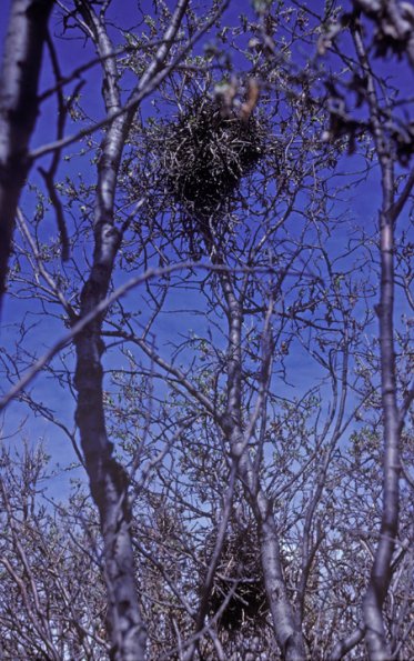 black-billed-magpie-nests