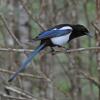 black-billed-magpie-portrait-1
