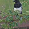 black-billed-magpie-portrait-2
