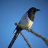 black-billed-magpie