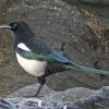 black-billed-magpie_1320887211