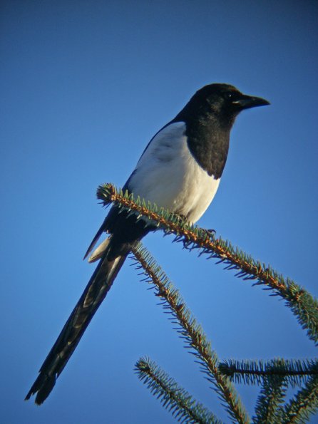 black-billed-magpie