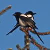 black-billed-magpies