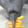 common-raven-and-cheetoos