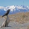 common-raven-and-chilkat-mts