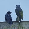 common-raven-and-owl-friend